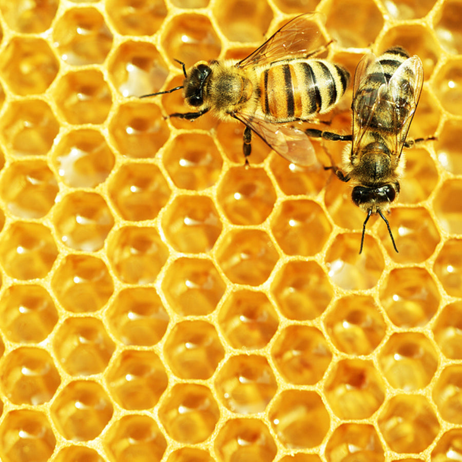 Why Bees Matter: Celebrating World Bee Day with Manuka Honey